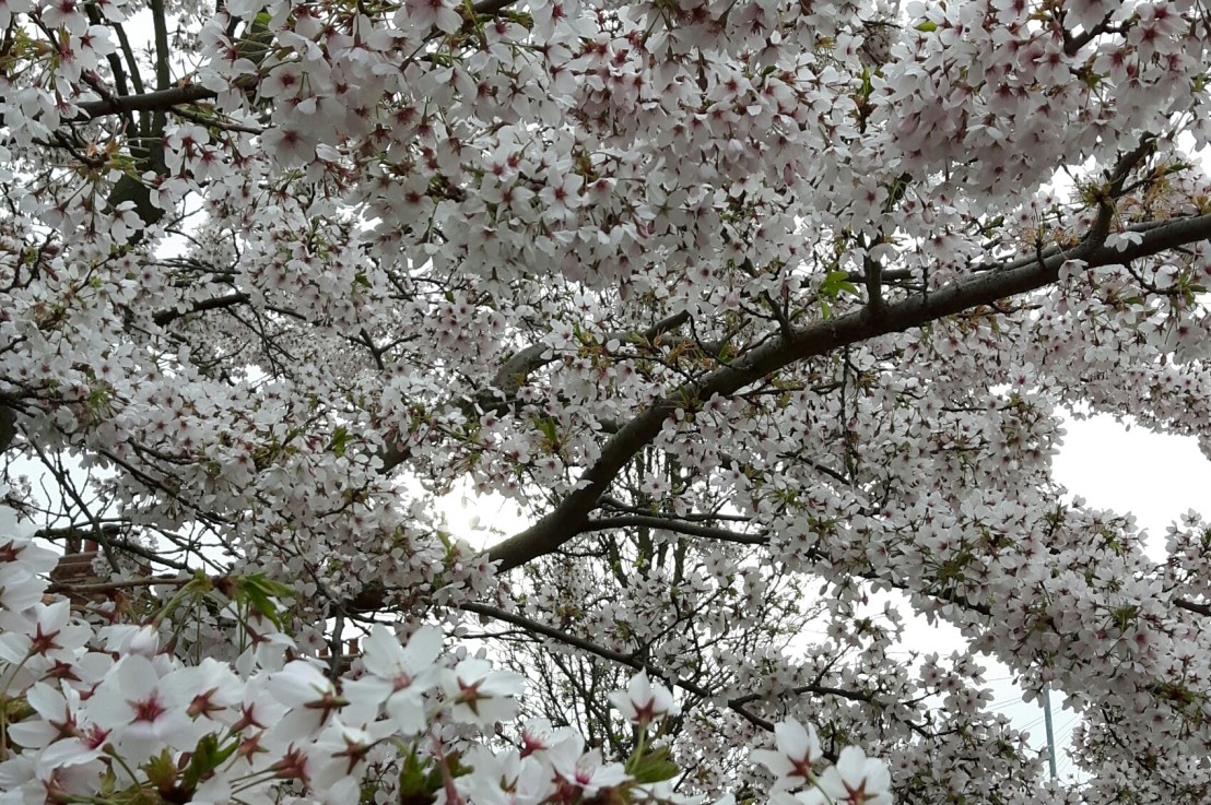 Sounds and sights of&nbsp;Spring